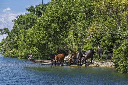 Rwanda, Province de l’Ouest, Karongi (anciennement nommée Kibuye), lac Kivu, troupeau de vaches sur un des ilots au large de Kibuye s'apprétant à nager vers l'ilot voisin