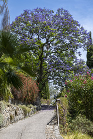 Italy, Liguria, Province of Imperia, Ventimiglia, Hanbury Botanical Garden, Jacaranda in bloom