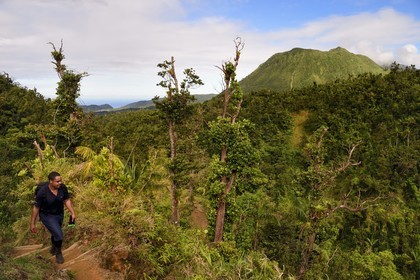 Caraïbes, Ile de la Dominique, Castle Bruce, Parc national du Morne Trois Pitons classé Patrimoine Mondial de l'UNESCO, randonneur sur le sentier traversant la forêt tropicale et menant à la la Vallée de la Désolation puis au Boiling Lake