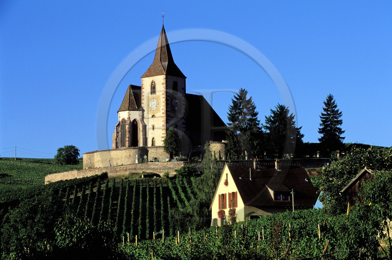 France, Haut-Rhin (68), Route des vins d' Alsace, Hunawihr, labellisé Les Plus Beaux Villages de France, église au milieu des vignes France, Haut-Rhin (68), Route des vins d' Alsace, Hunawihr, labellisé Les Plus Beaux Villages de France, église au milieu des vignes