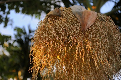 France, Ile de la Reunion, palmier