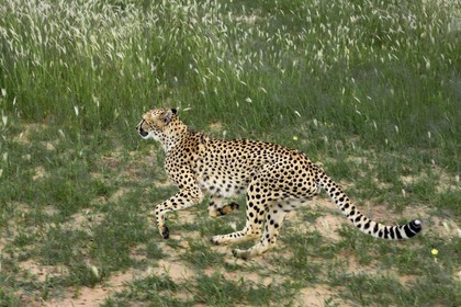 Namibia, Otjiwarongo, Cheetah Conservation Fund, research and education centre, cheetah (Acinonyx jubatus) trained to run to keep fit and healthy