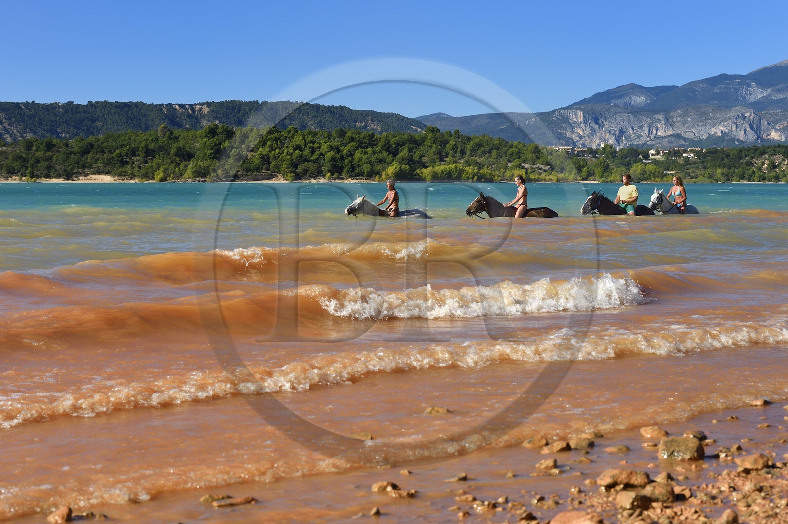 France, Var (83), Parc Naturel Régional du Verdon, lac de Sainte Croix, randonnée équestre avec Verdon Equitation, baignade des chevaux interdite depuis peu (octobre 2014)
