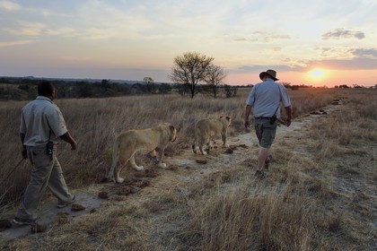 Zimbabwe, Midlands Province, Gweru, Antelope Park home to ALERT (African Lion and Environmental Research Trust), lion walk through the bush, the managing director Gary Jones with a guide - handler
