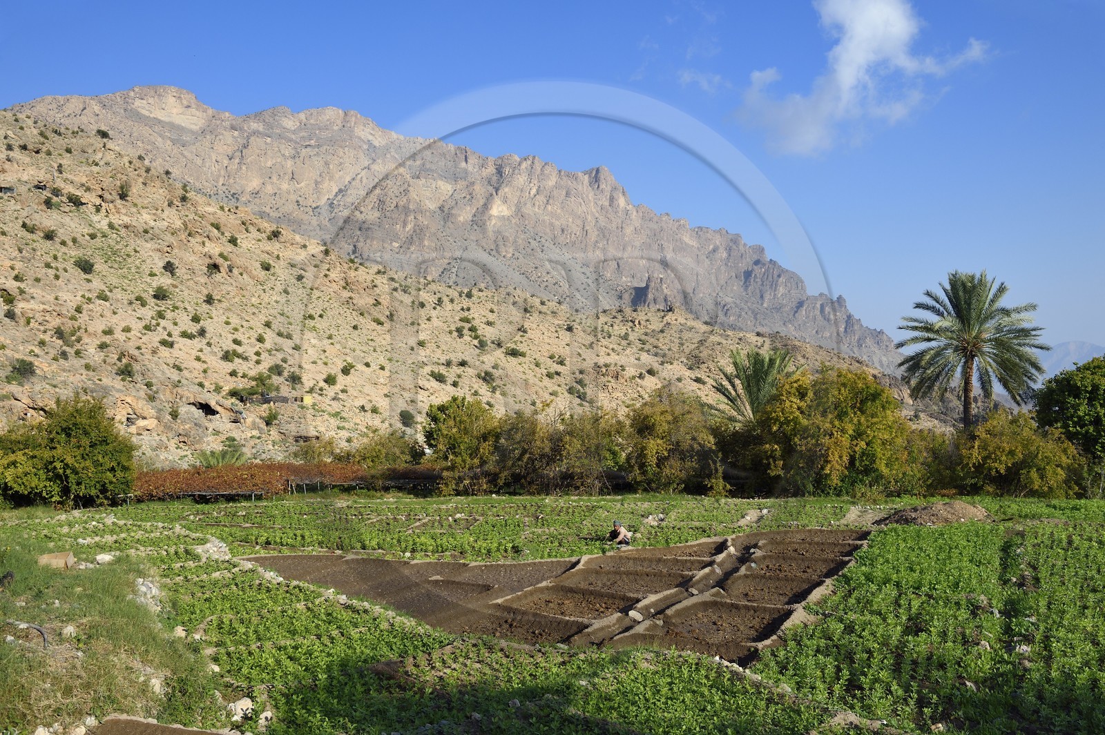 Sultanat d'Oman, Gouvernorat d'Al-Batina du Sud, Hajar occidental, Wadi Mistall, culture en terrasses au dessus du village de Wakan (Wukan), champs de fèves et lentilles