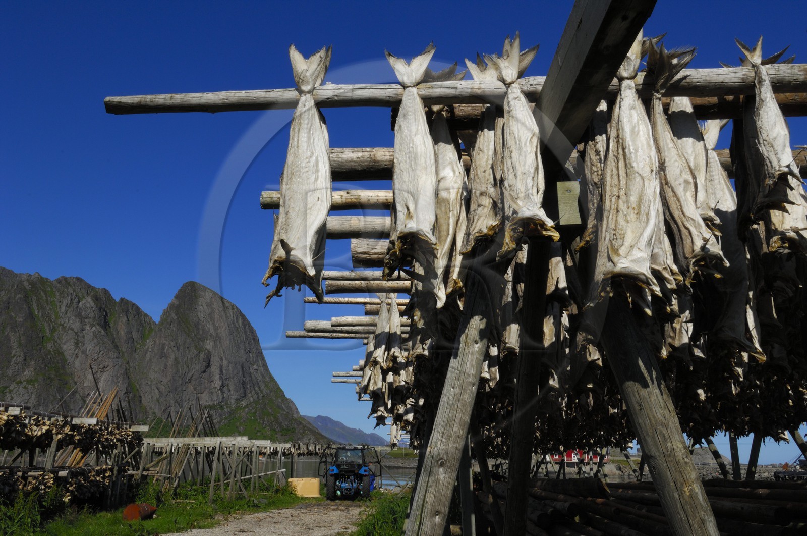 Norvège, Nordland, Iles Lofoten, Ile de Moskenes, séchage de la morue à Sakrisoya près de Reine Norvège, Nordland, Iles Lofoten, Ile de Moskenes, séchage de la morue à Sakrisoya près de Reine