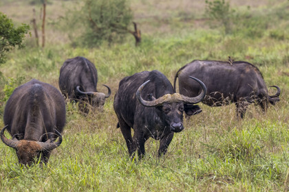 Rwanda, Parc national de l'Akagera, buffle noir des savanes (Syncerus caffer) dans la plaine