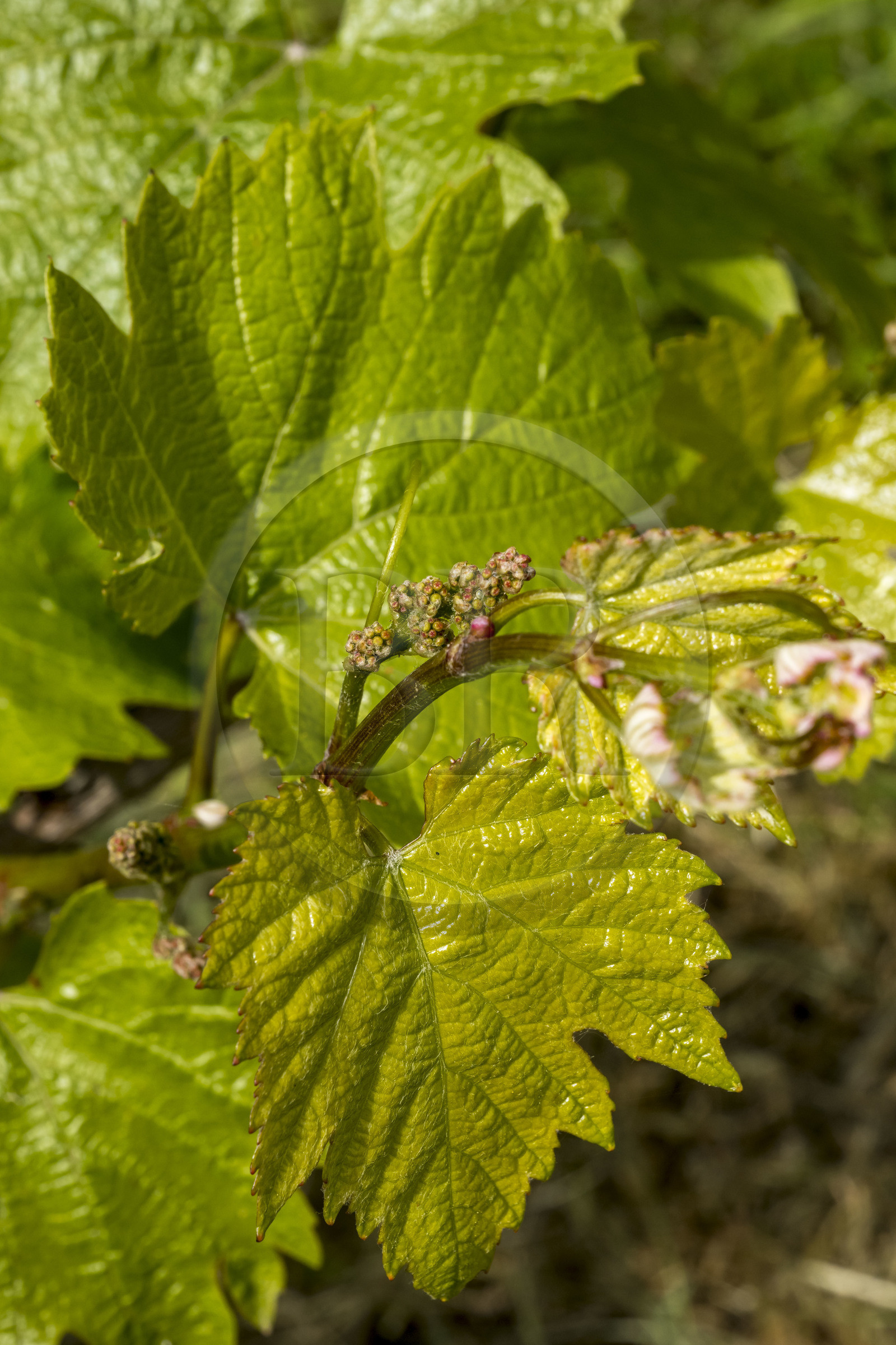 France, Vendée (85), Pissotte, le vigneron Mathieu Coirier produit du vin AOC fief vendéen certifié bio, l'inflorescence sur un cépage chardonnay