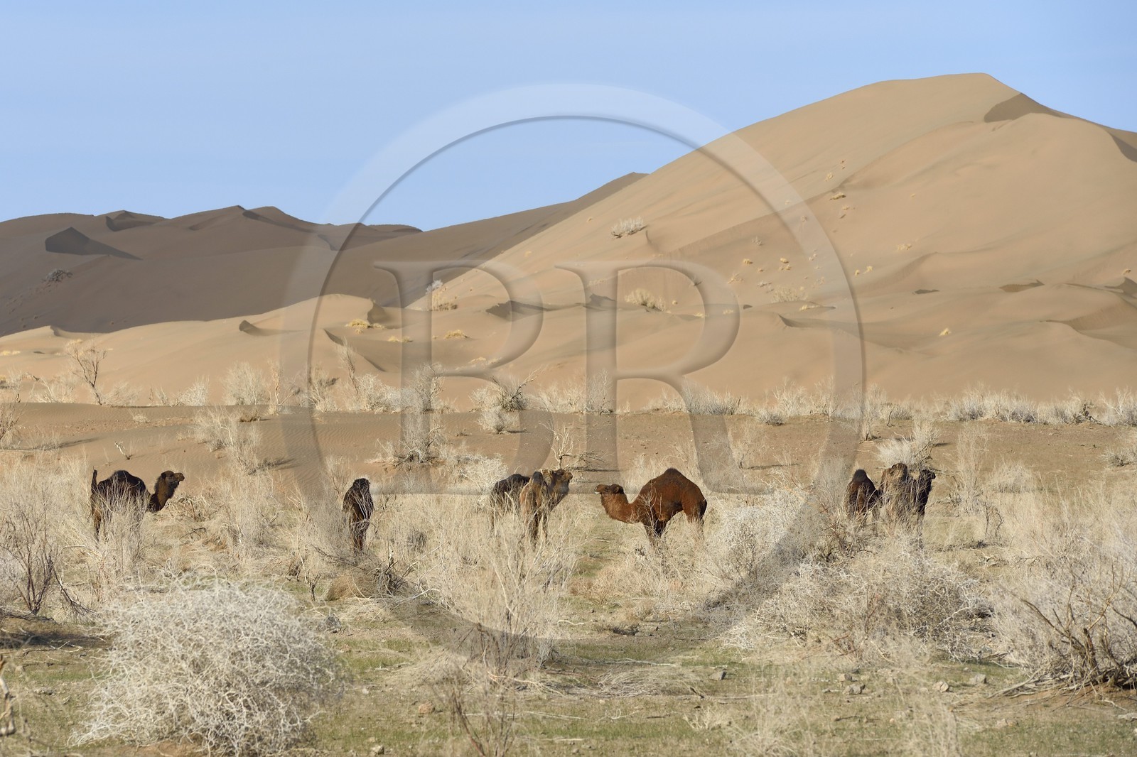 Iran, Province d'Ispahan, désert du Dasht-e Kavir, Mesr dans la région de Khur et Biabanak, dromadaires (Camelus dromedarius) au pied des dunes de sable