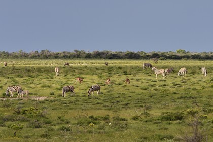 Namibia, Oshikoto region, Etosha National Park, Burchell's zebras (Equus burchellii) and male Black-faced Impala (Aepyceros melampus petersi)