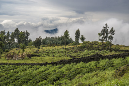 Rwanda, Province du Nord, District de Musanze (Ruhengeri), culture des champs de pommes de terre sur les pentes volcaniques du mont Karisimbi dans les montagnes des Virunga en bordure du Parc national des Volcans où vivent les gorilles