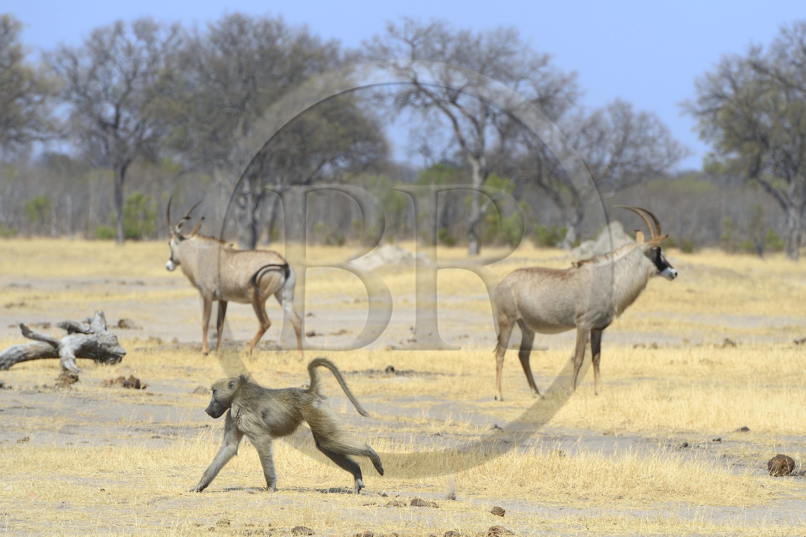Zimbabwe, Matabeleland North Province, Hwange National Park, chacma baboon (Papio ursinus) and roan antelopes (Hippotragus equinus) in the background