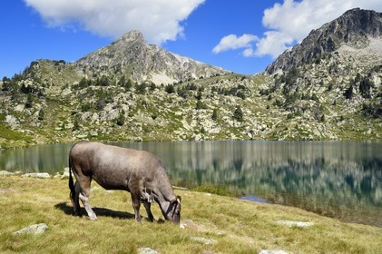 France, Hautes Pyrenees, Saint Lary Soulan and Vielle-Aure, hike on a variant of the GR10 between the Portet pass and the Bastan lakes on the edge of the Neouvielle nature reserve, herd of cows in the summer mountain pasture at the upper Bastan lake and the Pic de Bastan in the background
