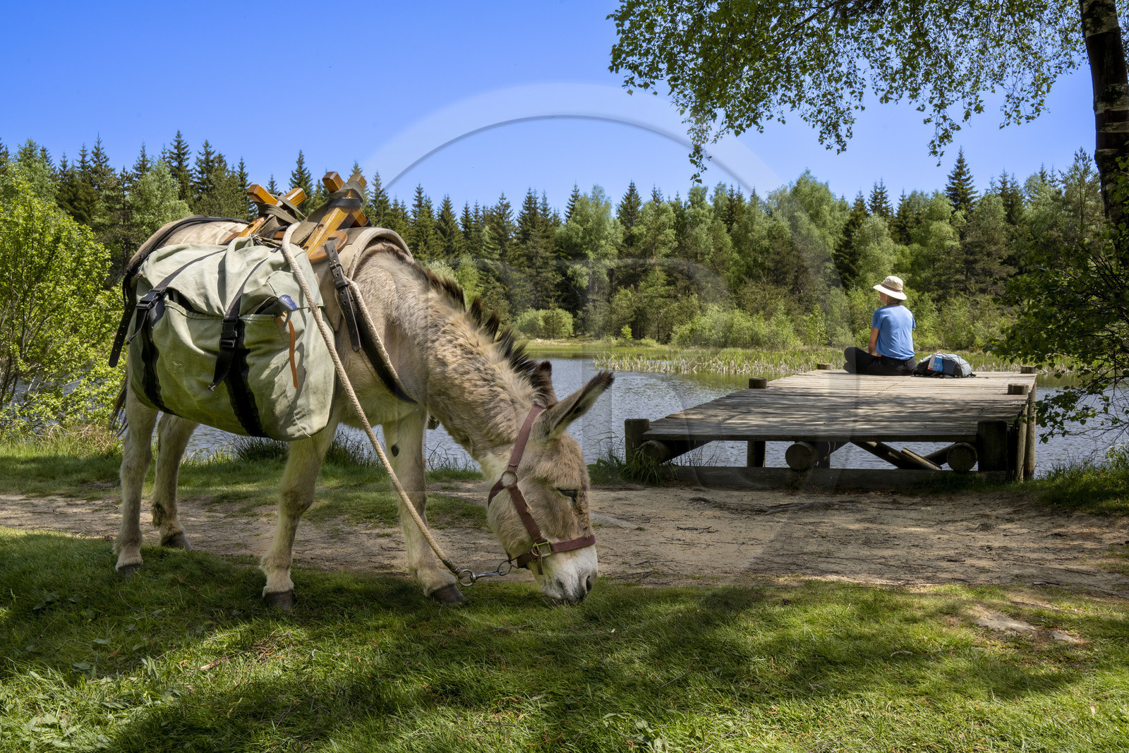 France, Lozere, Luc, hiking with a donkey on the Robert Louis Stevenson Trail (GR 70) on the edge of the Auradou pond