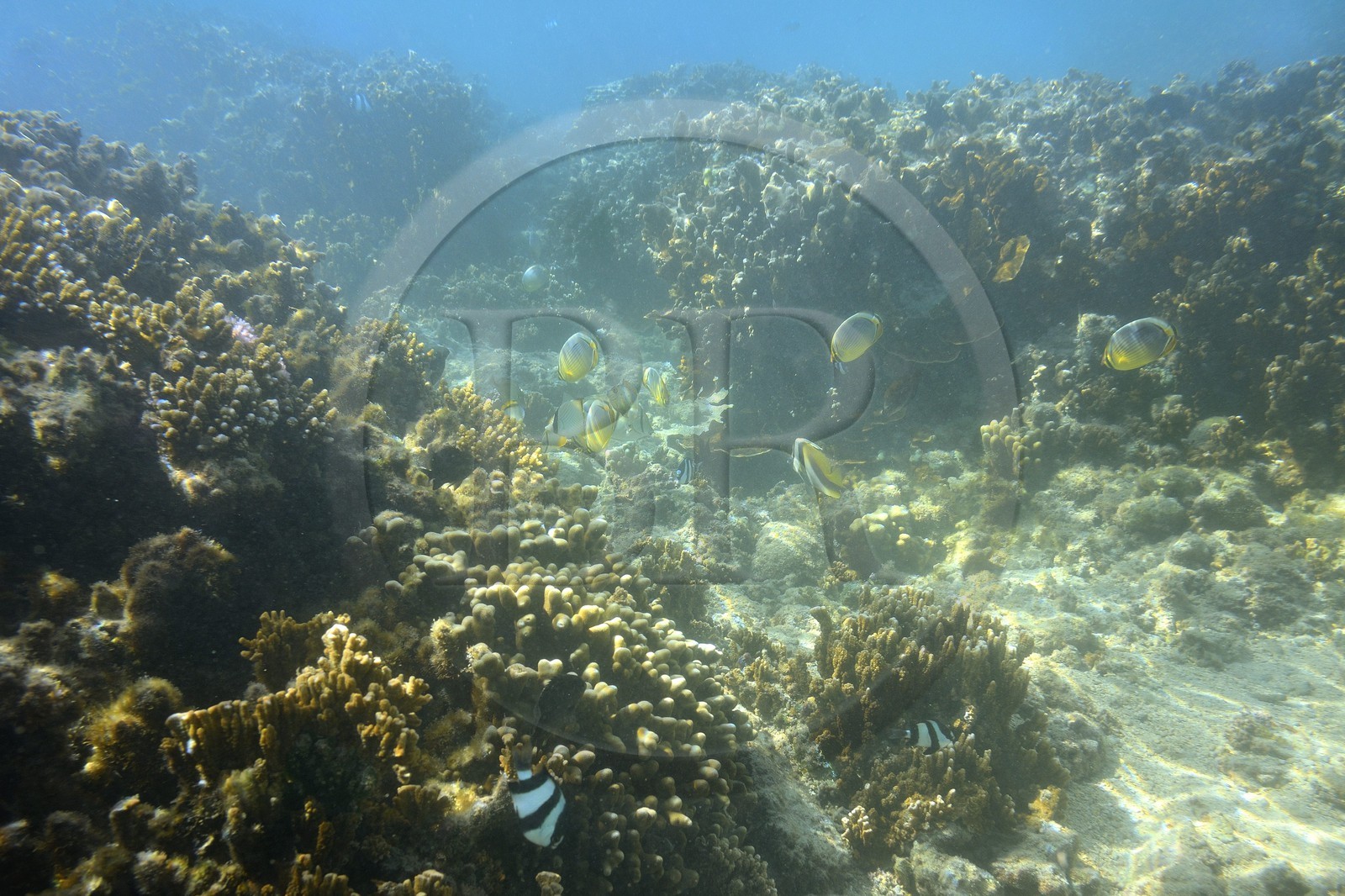 France, Ile de la Reunion, Côte Ouest, Saint-Gilles-Les-Bains (commune de Saint-Paul), le récif corallien du lagon de l'Ermitage et de La Saline-Les-Bains, Poisson-papillon à trois bandes (Chaetodon trifasciatus) (vue sous-marine)