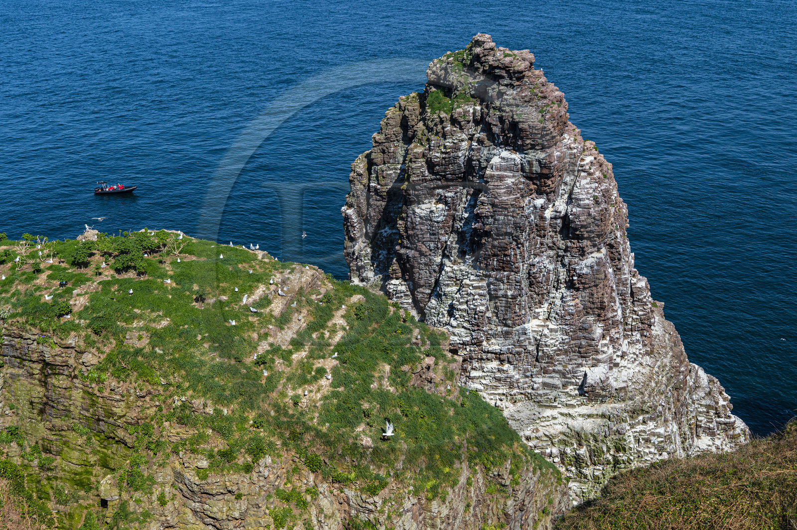 France, Ille-et-Vilaine (35), Côte d'Emeraude, Plévenon, le Cap Fréhel classé Natura 2000, rocher en grès de la Fauconnière où cohabitent des milliers d'oiseaux France, Ille-et-Vilaine (35), Côte d'Emeraude, Plévenon, le Cap Fréhel classé Natura 2000, rocher en grès de la Fauconnière où cohabitent des milliers d'oiseaux