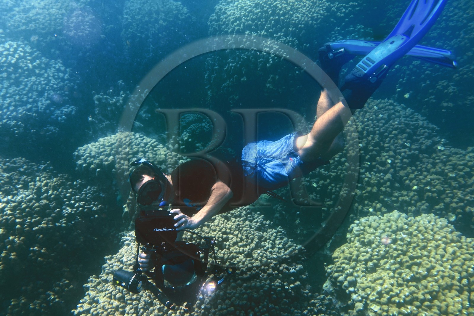 Sultanat d'Oman, gouvernorat de Mascate, réserve naturelle des Iles Daymaniyat, le plongeur photographe et réalisateur de films Darryl MacDonald dans le récif corallien