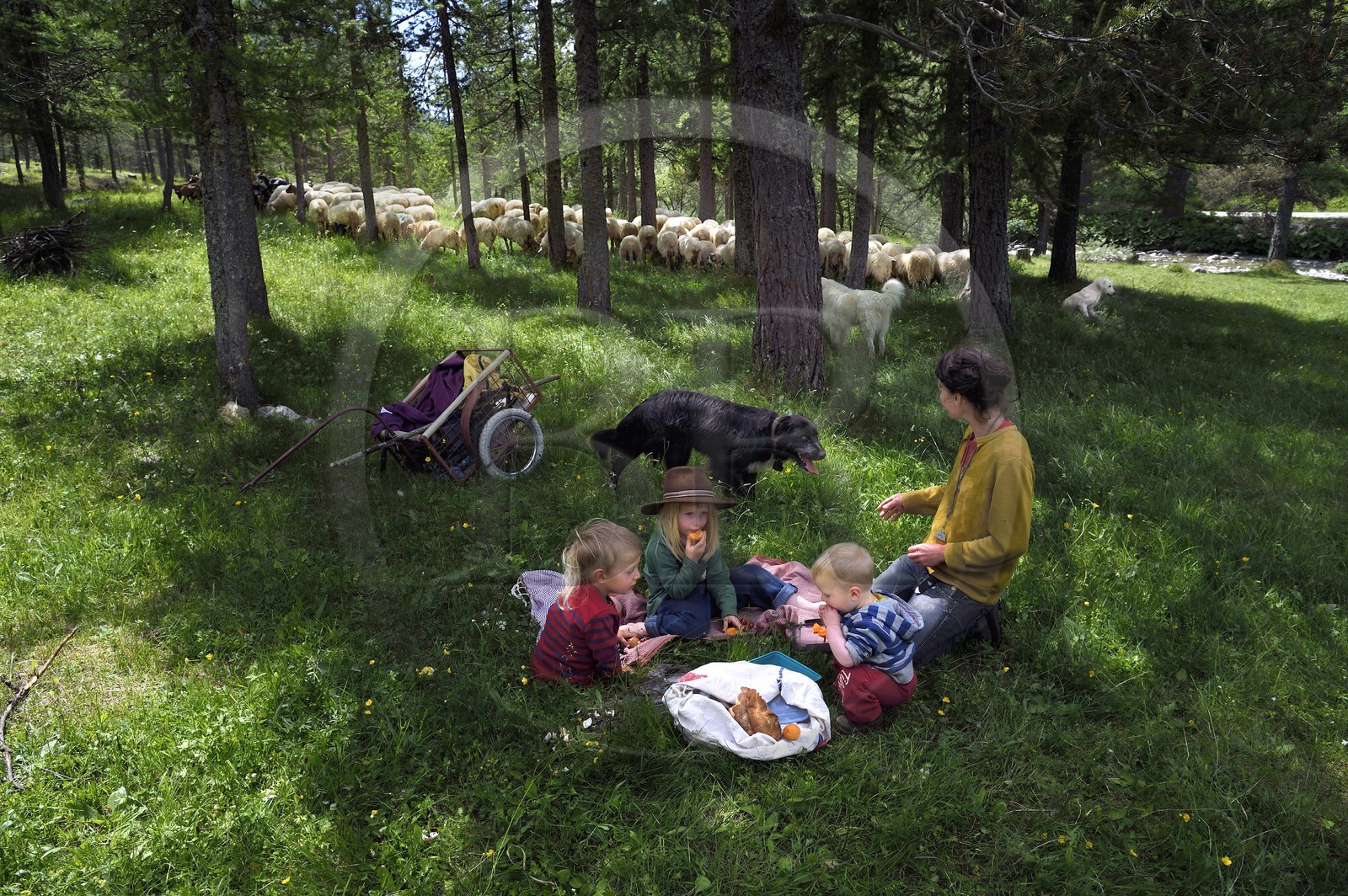 France, Alpes-Maritimes (06), vallée de la Roya (arrière-pays niçois), au pied du parc national du Mercantour, Tende, vallée de la Casterine vers Casterino, la jeune éleveuse de brebis brigasques Céline Giordano avec ses trois enfants et son troupeau