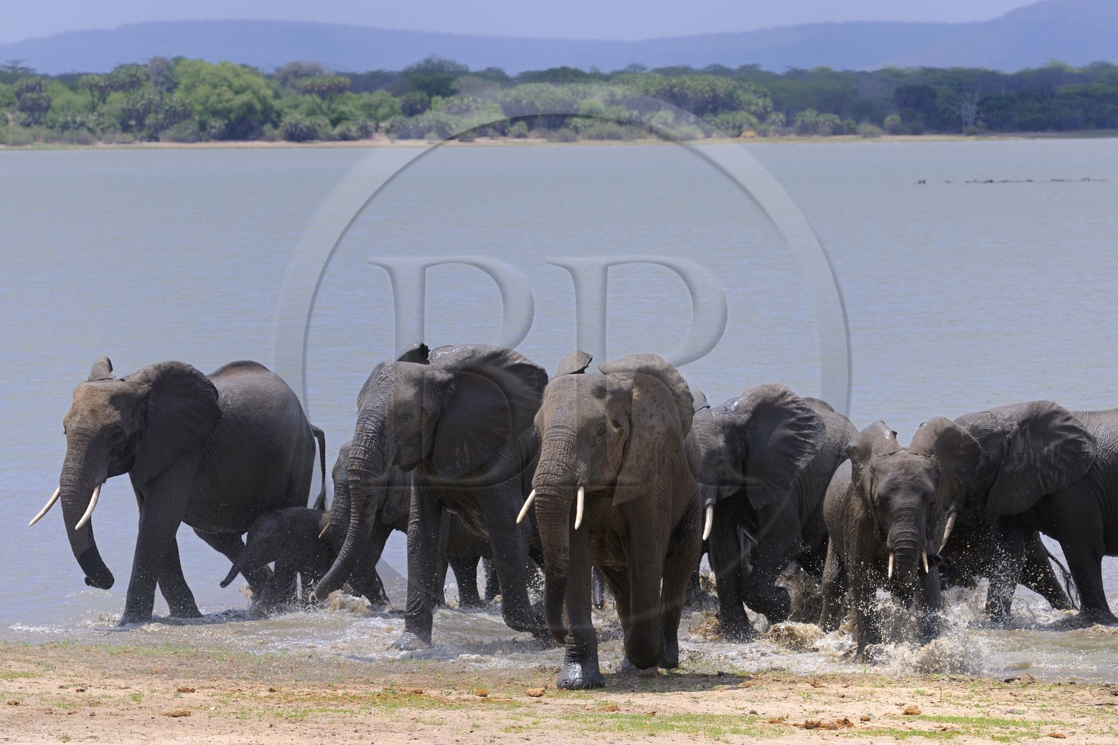 Tanzanie, Reserve de gibier de Selous une des plus grandes zones protégées au monde et inscrite sur la liste du patrimoine mondial de l’Unesco depuis 1982, Éléphant de savane d'Afrique (Loxodonta africana) se baignant dans le lac Nzerakera