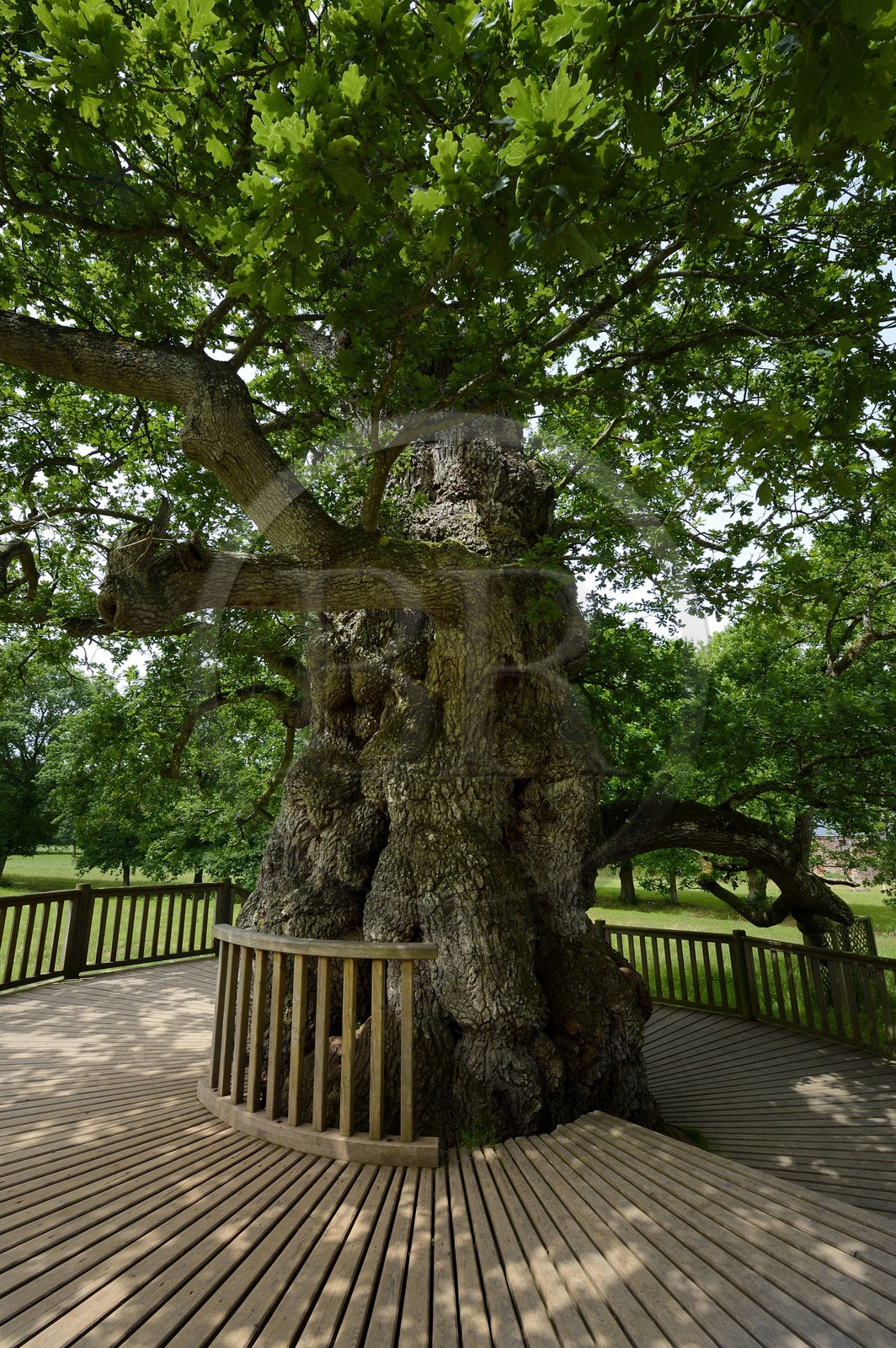 France, Morbihan, forest of Broceliande, Guillotin's Oak is a hollow oak over 1000 years old