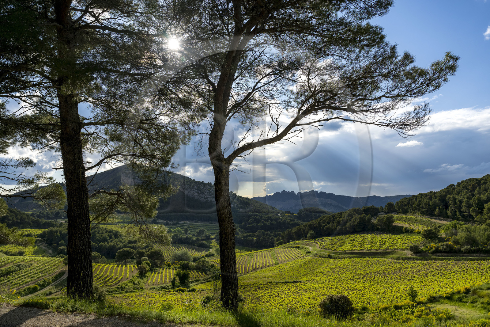 France, Vaucluse (84), Dentelles de Montmirail, le vignoble et la garrigue au pied du village perché de La Roque-Alric et les Dentelles Sarrasines en arrière plan