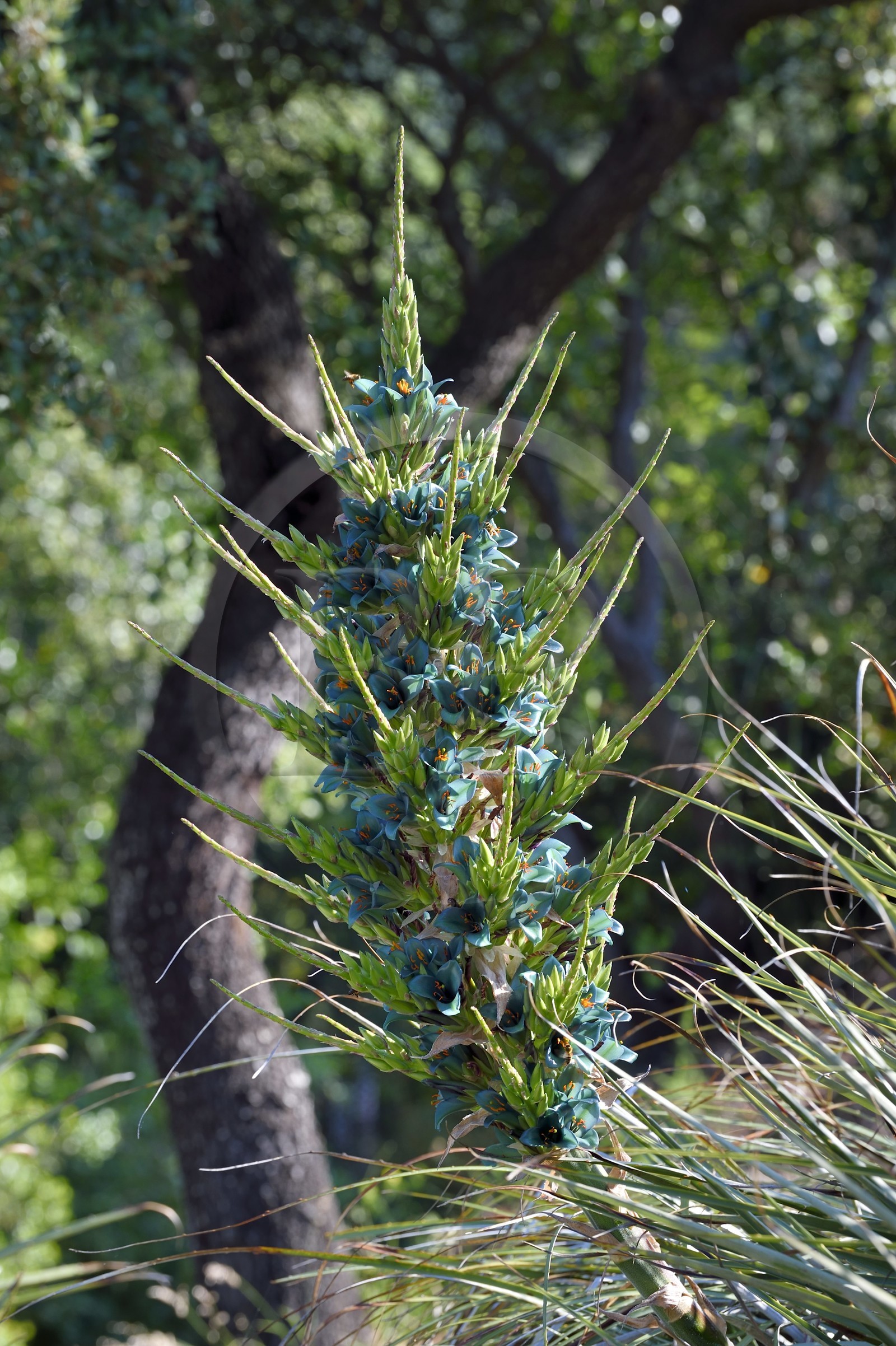 France, Var (83), Rayol-Canadel-sur-Mer, Domaine du Rayol, propriété du conservatoire du littoral mention obligatoire, le jardin des Méditerranées conçu par le paysagiste Gilles Clément, Jardin du Chili d'altitude, Pouya berteroniana