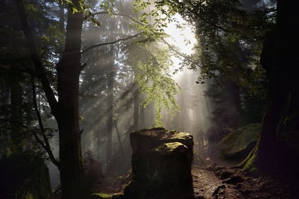 France, Bas Rhin, Mont Saint Odile, hike along the Pagan Wall, vestige of a wall probably from the Merovingian period with a total length of eleven kilometers, sunrise in the early morning mist
