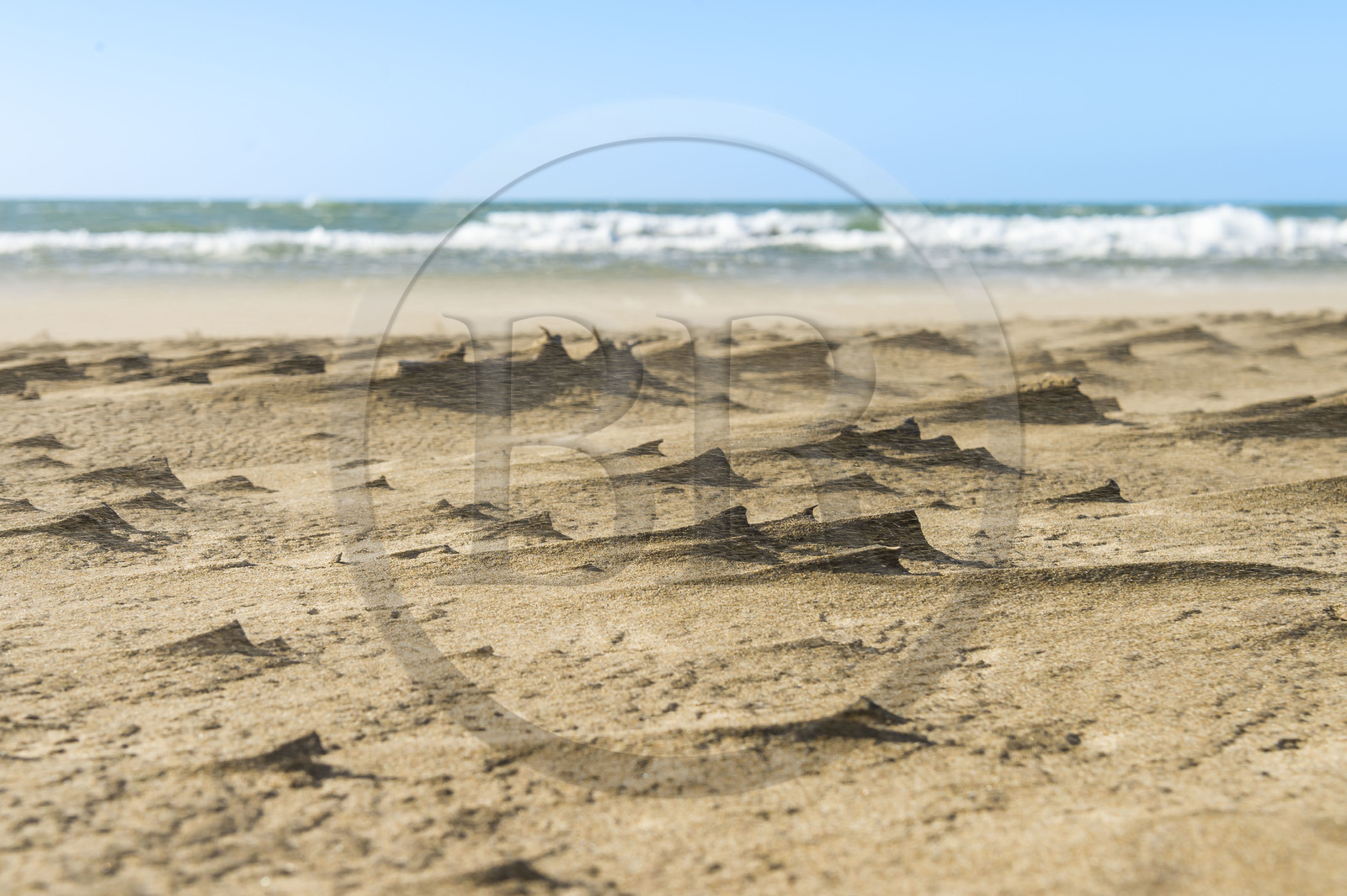 France, Gard (30), massif dunaire camarguais de la Pointe de l'Espiguette en bord de mer, la plage