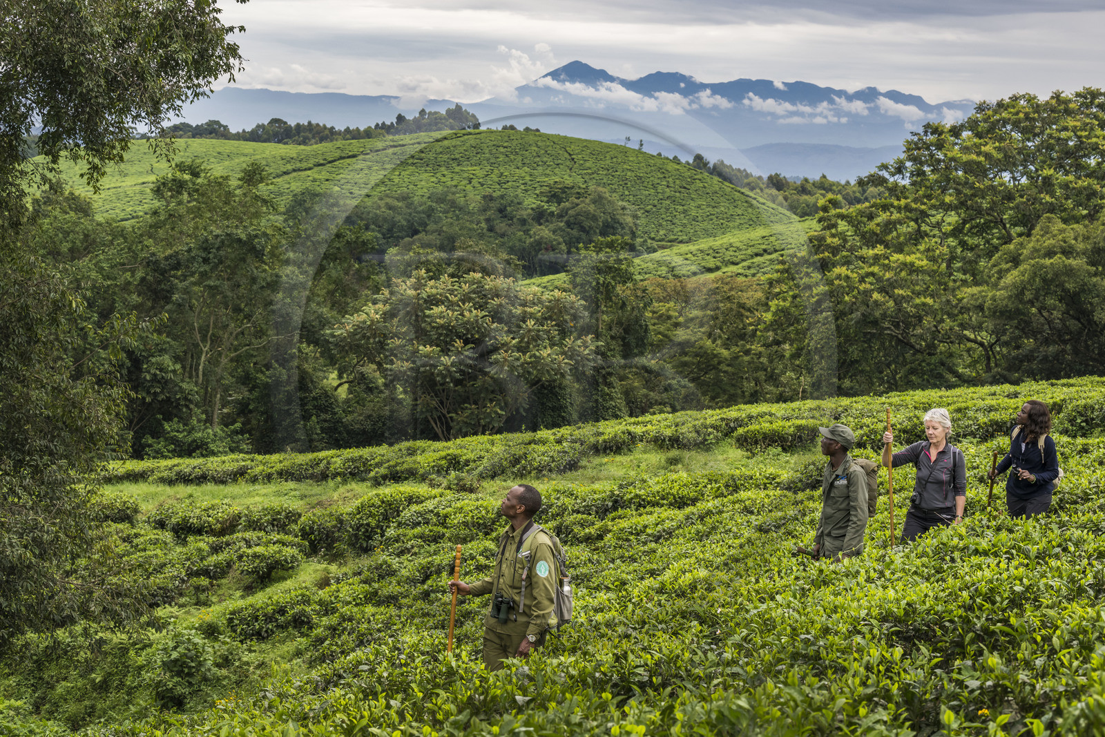 Rwanda, Province de l’Ouest, Gisakura, Parc national de Nyungwe, le garde de African Parks Claver Mtoyinkima guidant des touristes sur la piste des Colobes de Ruwenzori (Colobus angolensis ruwenzorii) pendant un safari à pied dans la forêt tropicale humide naturelle bordée par les plantations de thé, les montagnes de Kahuzi-Biega dans la République démocratique du Congo en arrière plan