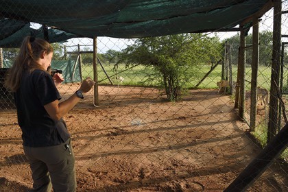 Namibie, Otjiwarongo, Cheetah Conservation Fund, centre de recherche et d'éducation, guépards (Acinonyx jubatus) pénétrant dans l'enclos où ils seront nourris