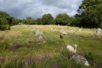 France, Morbihan, Carnac, row of megalithic standing stones at Kermario