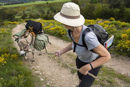 France, Ardèche (07), Laveyrune, randonnée avec un âne sur le chemin de Stevenson (GR 70), l'âne Anatole a décidé de ne plus avancer