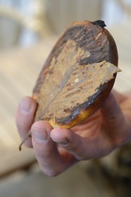 France, Haute-Corse (2B), Corte, patisserie Delair, le falculelle est un petit gateau au brocciu local servi sur une feuille de chataignier