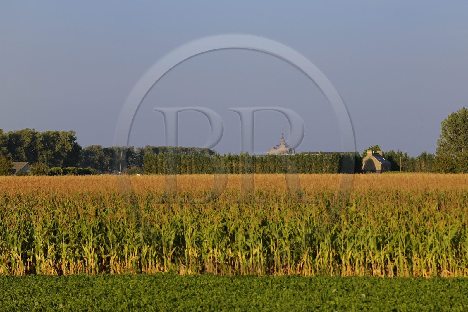 France, Ille-et-Vilaine (35), le polder du Mont-Saint-Michel, culture de maïs