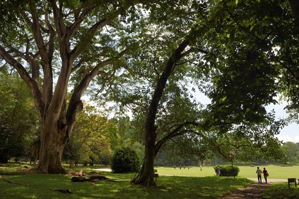 Sri Lanka, center province, Kandy, Peradeniya Botanical Garden
