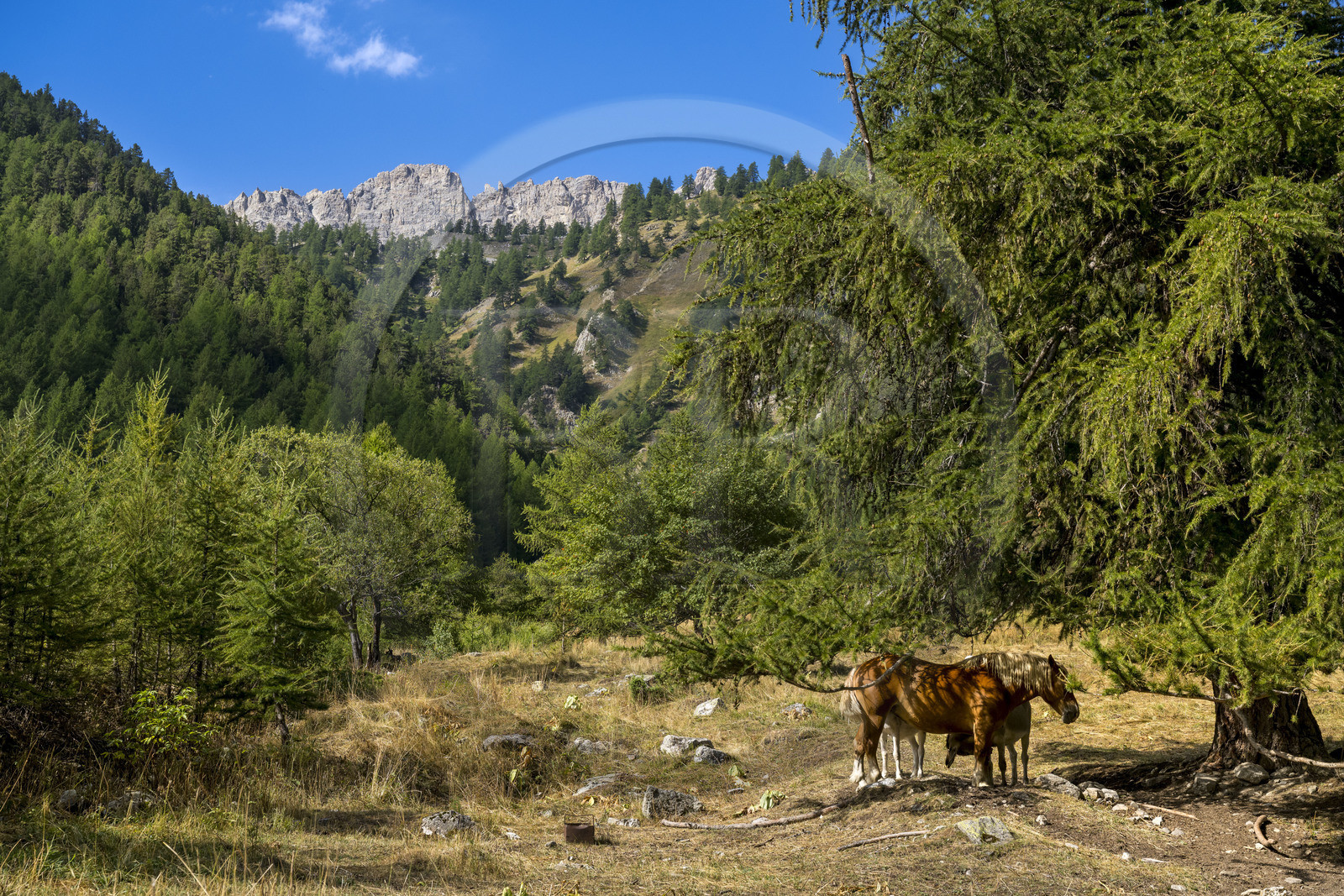 France, Hautes Alpes (05), Névache, la Vallée Étroite à la frontière italienne France, Hautes Alpes (05), Névache, la Vallée Étroite à la frontière italienne