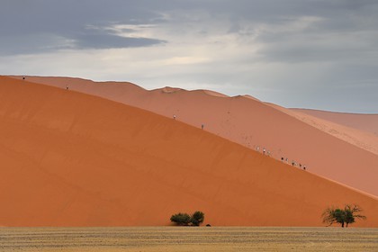 Namibie, région d'Hardap, désert du Namib, parc national du Namib-Naukluft, Erg du Namib classé Patrimoine Mondial de l'UNESCO, dunes de Sossusvlei, randonneurs sur la dune 45