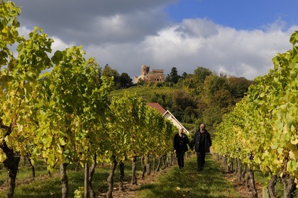 France, Bas Rhin, Alsace Wine Road, Kintzheim castle and its vineyards