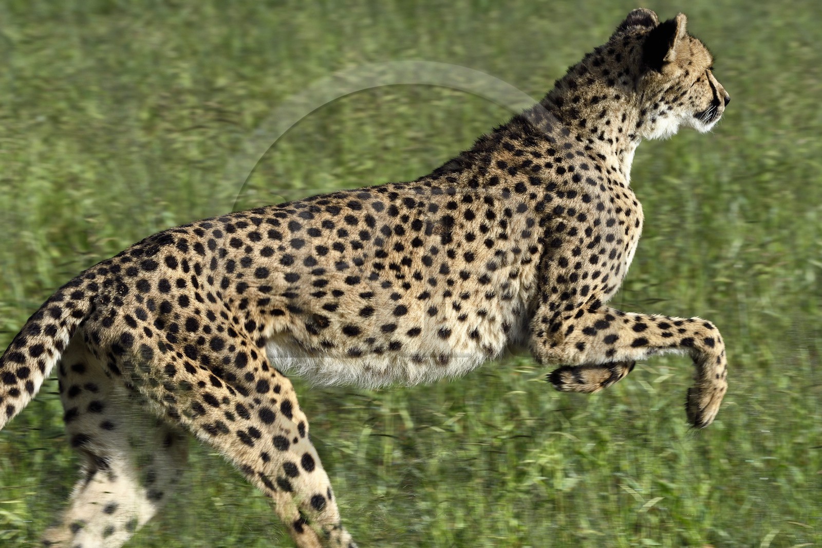 Namibie, Otjiwarongo, Cheetah Conservation Fund, centre de recherche et d'éducation, guépard (Acinonyx jubatus)