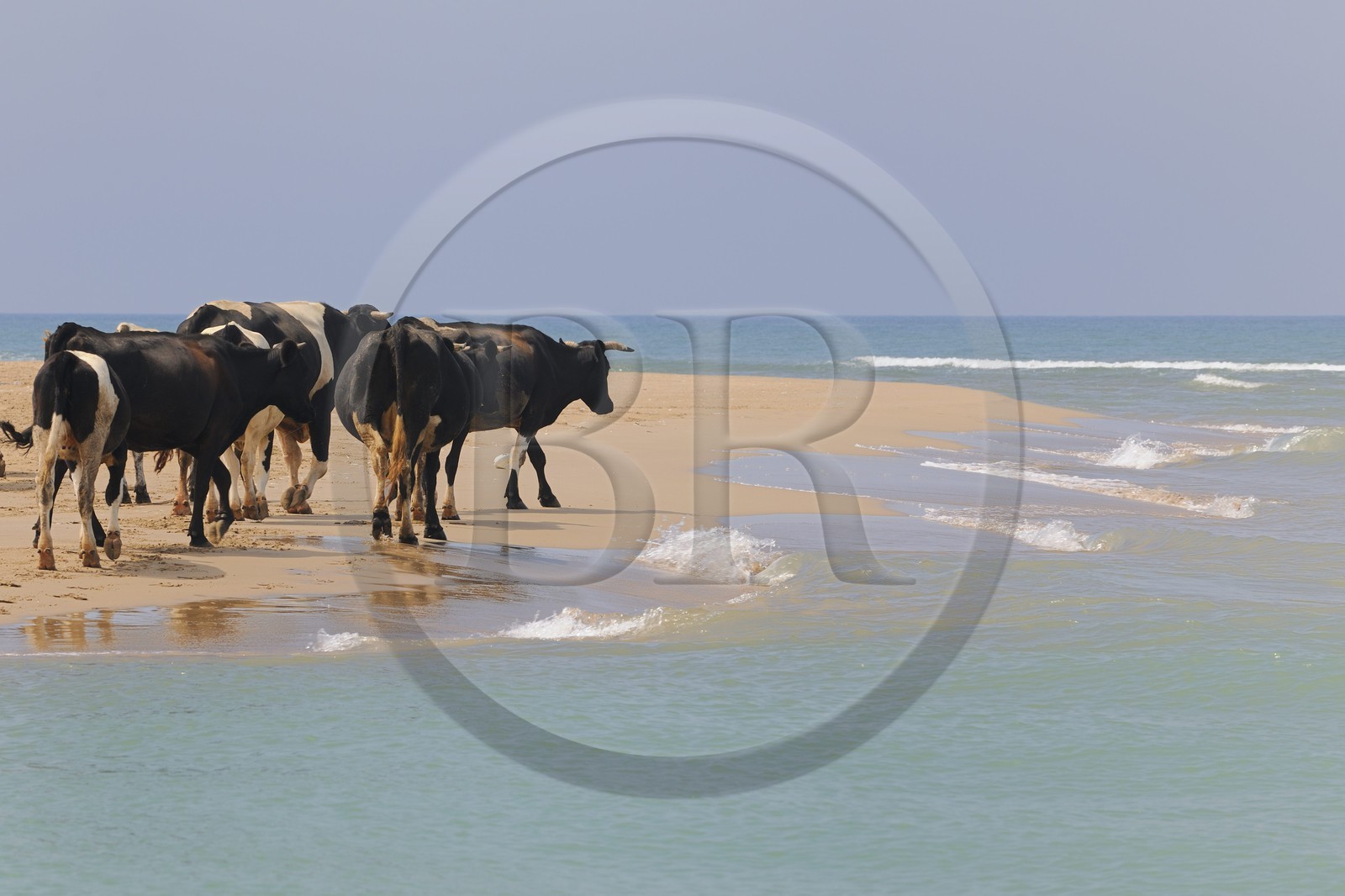 Maroc, région de l'Oriental, troupeau de vaches longeant la mer