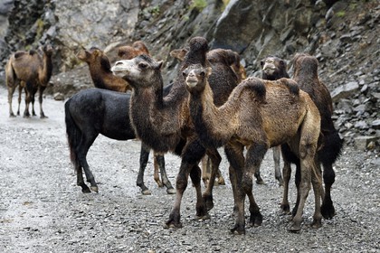 Azerbaijan, Ismailli region, young Bactrian camels (Camelus bactrianus) in transhumance on the road down Lahij (Lahic)
