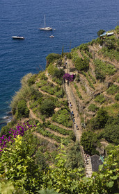 Italy, Liguria, Cinque Terre National Park listed as World Heritage by UNESCO, village of Vernazza, hikers on the GR 592 coastal path passing through the terraced vineyard between Monterosso and Vernazza