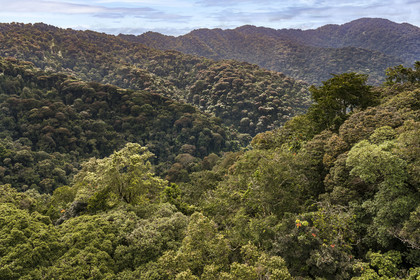 Rwanda, Province de l’Ouest, Colline Ibanda à Uwinka, Parc national de Nyungwe, la canopé vue depuis le Canopy walkway dans la forêt tropicale