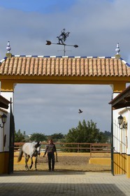 Spain, Andalusia, Seville Province, Utrera, the Ayala stud farm (Yeguada Ayala), Andalusian horse also known as the Pure Spanish Horse or PRE (Pura Raza Espanola)