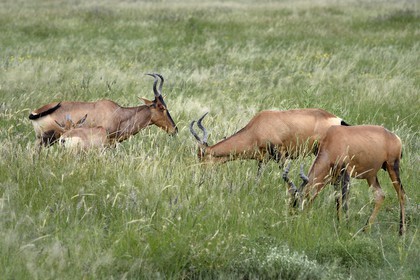 Namibia, Oshikoto region, Etosha National Park, Common Hartebeest (Alcelaphus buselaphus)