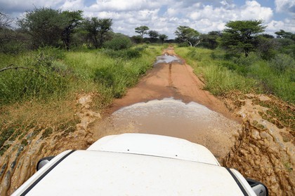 Namibie, Otjiwarongo, sur une piste du Cheetah Conservation Fund