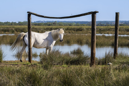France, Gard, Aigues-Mortes, Saint-Laurent-d'Aigouze, camargue horse in the Petite Camargue