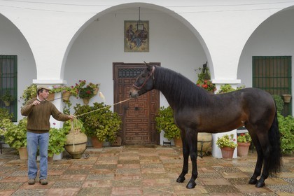 Spain, Andalusia, Seville Province, Utrera, Finca El Pinganillo, the property stud, Andalusian horse also known as the Pure Spanish Horse or PRE (Pura Raza Espanola)