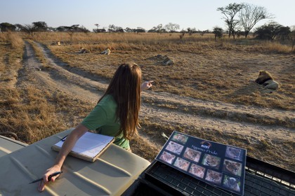 Zimbabwe, Midlands Province, Gweru, Antelope Park home to ALERT (African Lion and Environmental Research Trust), Yvonne Gordon is in charge of the observation of the behavior of lions to be released in a pride in a national park, here in zone 2 the four adult females and the male that have born the lions to be released