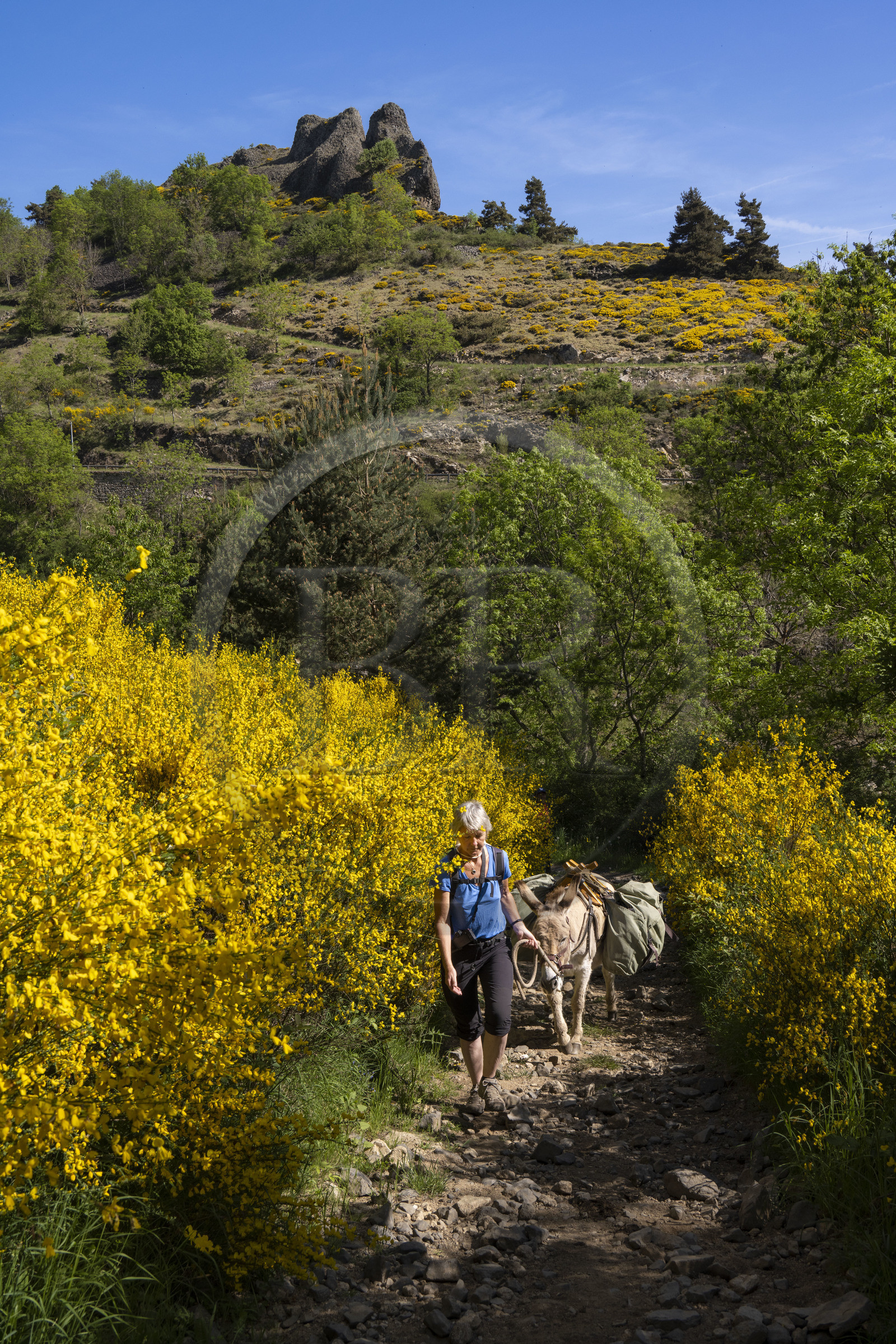 France, Haute-Loire (43), Goudet, randonnée avec un âne sur le chemin de Stevenson (GR 70)